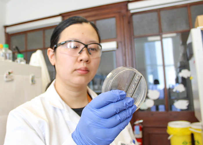 Yimu Zhao demonstrates the BioWire II, a platform for growing heart cells outside the body