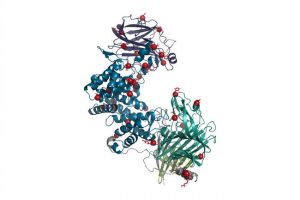 Enzyme chondroitinase ABC