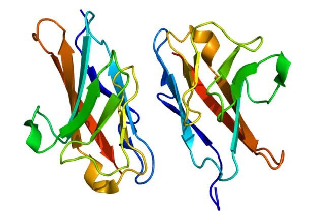 Protein_CEACAM1_PDB_2gk2_900x600-650x433