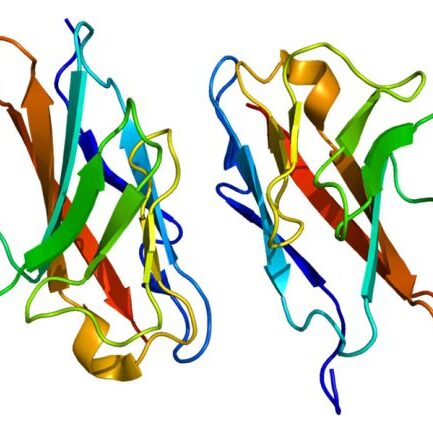 Protein_CEACAM1_PDB_2gk2_900x600-650x433